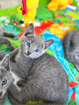 Russisch Blau Kitten mit Stammbaum aus liebevoller Familienaufzucht
