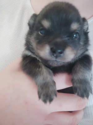 Pommerscher Zwergspitz 