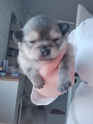 Pommerscher Zwergspitz 