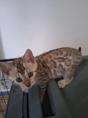 Bengal Babys