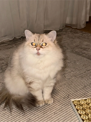 Sibirische Hauskatze