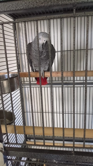 grau papagei 