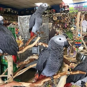 Graupapageien (Kongo) zur Adoption.