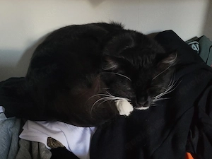 süßer kater saba sucht sich ein neues zuhause