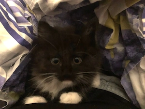 süßer kater sucht sich ein neues zuhause