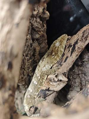 2 rhacodactylus leachianus 