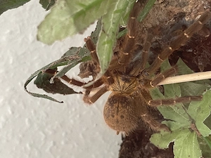 Diverse Vogelspinnen zu verkaufen