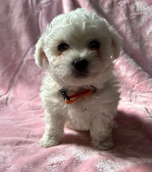 Malteser Spitz Welpen 