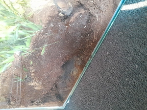 Weibliche hystreocrates gigas adult