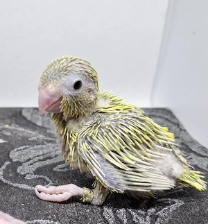 blaugenick sperlingspapageien