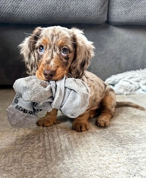 Dackel Hündin Schwarztiger sucht liebevolles Zuhause