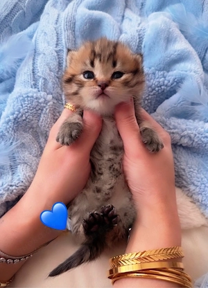 Zuckersüsse Reinrassige Bkh Kitten