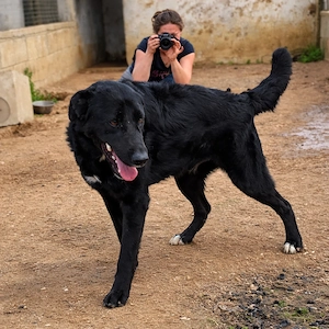 Mischlingsrüde Andrea sucht sein Zuhause