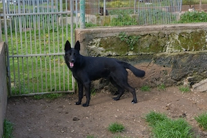 Mischlingsrüde Leone sucht Zuhause