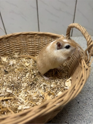 Eine männliche Wüstenrennmaus