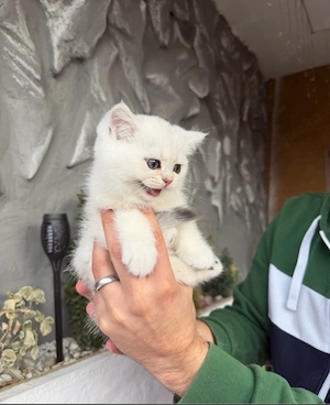 Bkh Männlich in weiß(mit zubehör)