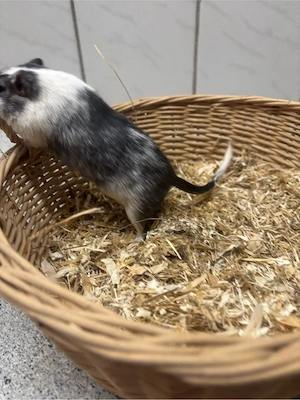 Männliche Wüstenrennmaus 