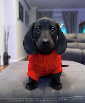 Wunderschöne Zwergdackelwelpen zu verkaufen