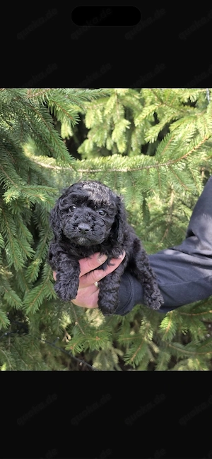 Mini toy pudel nur 700 gr!!!!