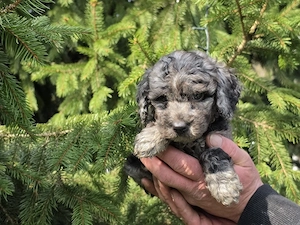 mini toy pudel welpen  merle !! mit blauen augen !!