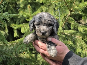 mini toy pudel merle !!! 