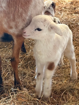 Kamerunschaf Bock reinrassig