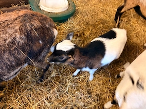 Kamerunschaf Lämmer