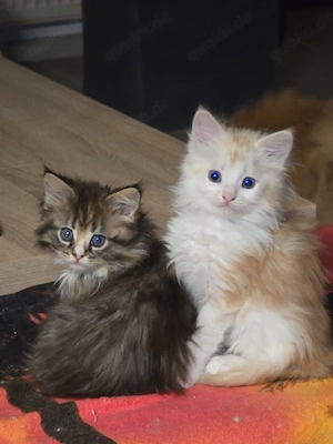 Maine coon kitten 