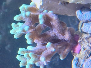 Korallen  Meerwasser