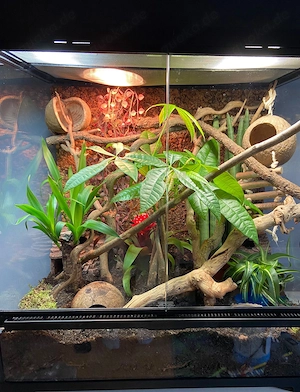 2 Kornnatter Weibchen inkl. Terrarium