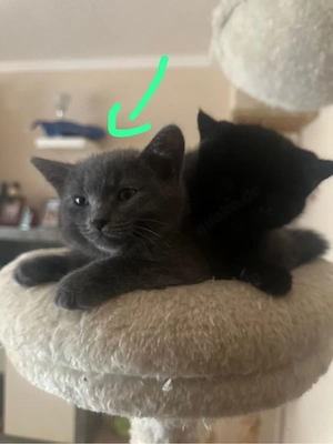 Wunderschöne Siam-BKH Kitten