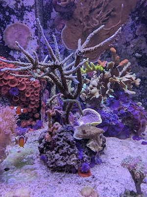 Meerwasser Korallen Lebendstein Sps