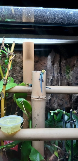 Exo Terra Terrarium mit Phelsuma klemmeri 1.1