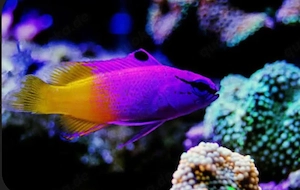 Meerwasserfische zu verkaufen