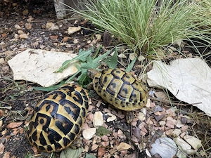 2 weibliche Landschildkröten abzugeben Bild 3