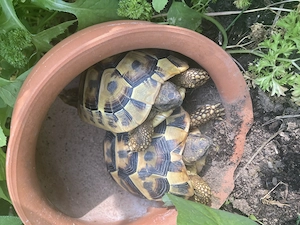 2 weibliche Landschildkröten abzugeben Bild 6