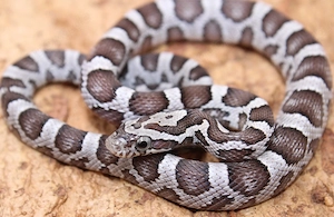 0,1 Miami Anery het. Sunkissed Kornnatter 2025