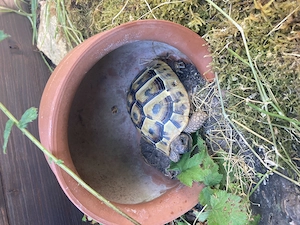 2 weibliche Landschildkröten abzugeben Bild 5