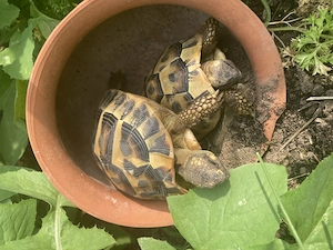 2 weibliche Landschildkröten abzugeben Bild 7