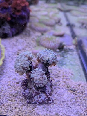 Meerwasser Koralle Goldnugget Euphyllia 