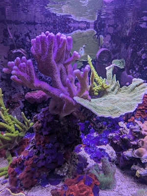 Meerwasser Lebendstein mit Steinkorallen und Scheibenanemonen 