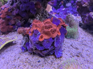 Scheibenanemonen Rot und Blau