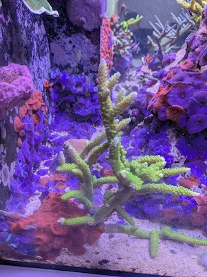 Meerwasser Koralle Spa Acro grün