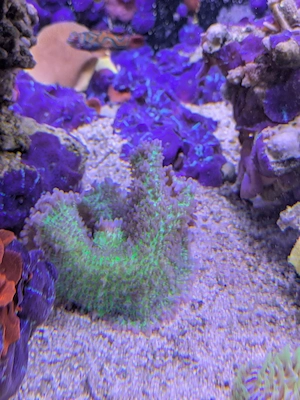 Scheibenanemone Meerwasser