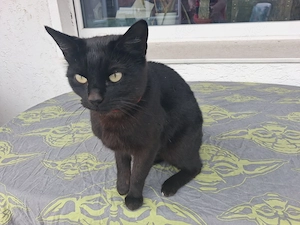 2 Jahre alte Katzendame