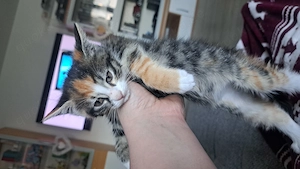 Exklusive Maine Coon Mix Kitten 