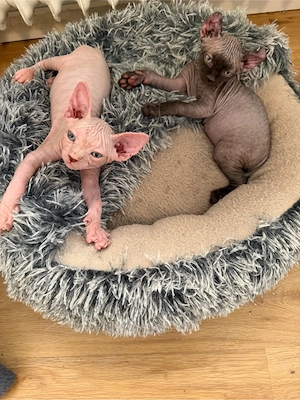 Sphynx und Sphynx Elf Kitten suchen liebevolles Zuhause
