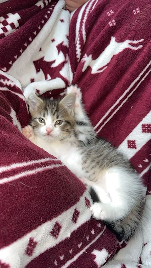 Exklusive Maine Coon Mix Kitten 