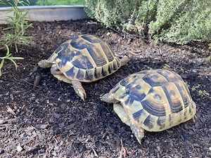 2 weibliche Landschildkröten abzugeben Bild 2