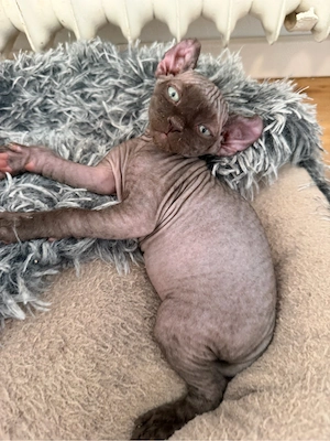 Sphynx und Sphynx Elf Kitten suchen liebevolles zuhause 
